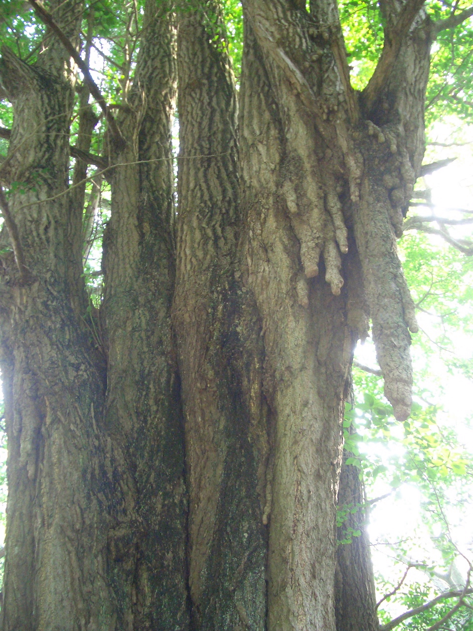  �_�Ђ̋�ǂ͉����_�X����